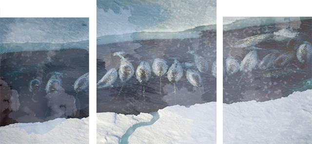 A divided picture of a blessing of narwhals and I bet you didn't know that a group of narwhals is called a blessing.