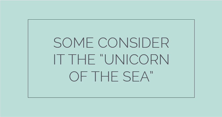 Mobile Version of Some consider it the Unicorn of the Sea.