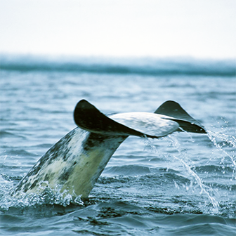 Narwhal tail flipping out of water