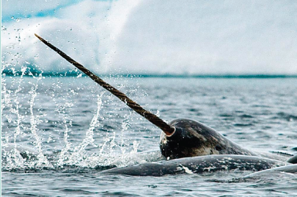 A picture of a narwhal bursting out of the water
