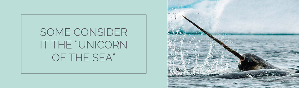 Some consider it The unicorn of the sea.